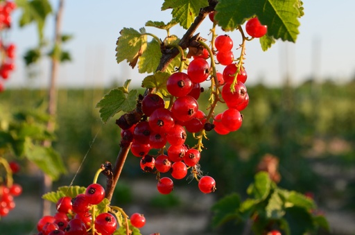 Ribes (3) rubrum 'Rolan'