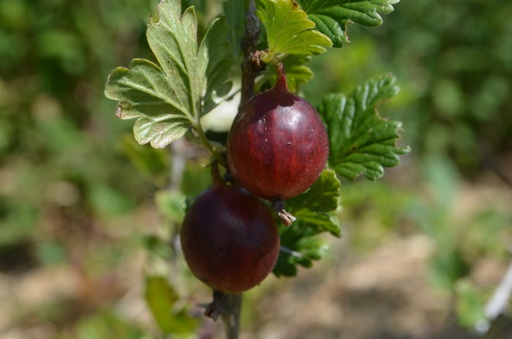 Ribes (4) uva-crispa 'Achilles'