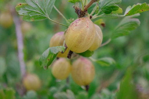 Ribes (4) uva-crispa 'Hinnonmäki jaune'