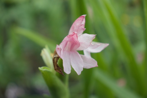 Roscoea scillifolia