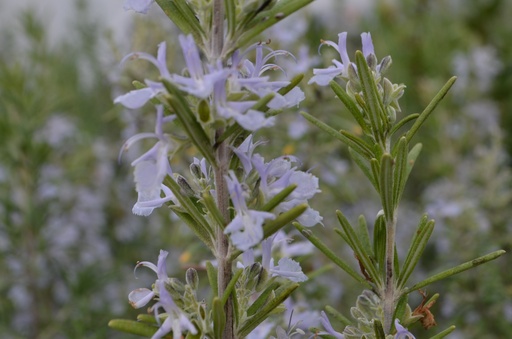 Rosmarinus officinalis