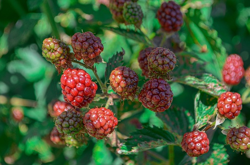 Rubus (1) fruticosus 'Chester Thornless'