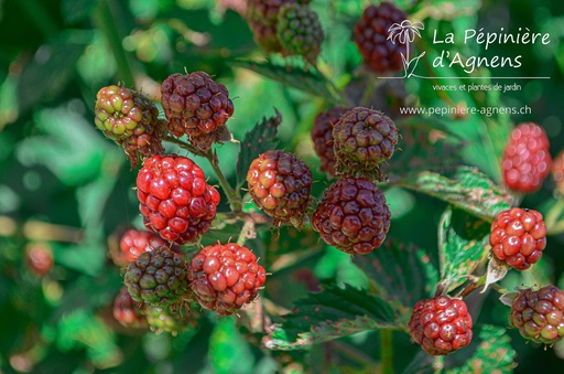 Rubus (1) fruticosus 'Chester Thornless'