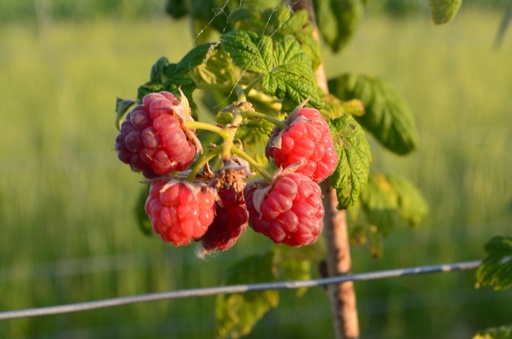 Rubus (2) idaeus 'Autumn Bliss'