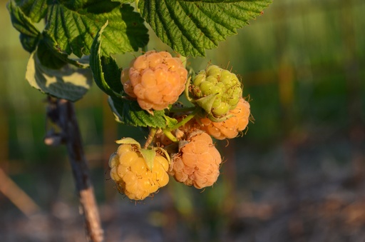 Rubus (3) idaeus 'Herbstgold'