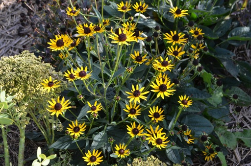 Rudbeckia fulgida 'Little Goldstar'