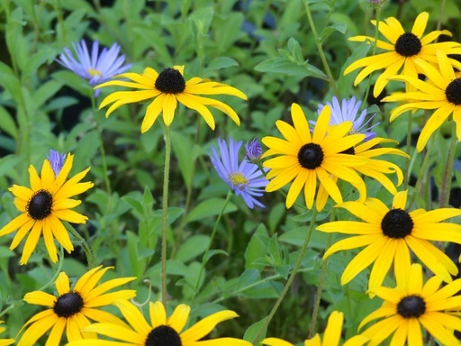 Rudbeckia fulgida var. deamii