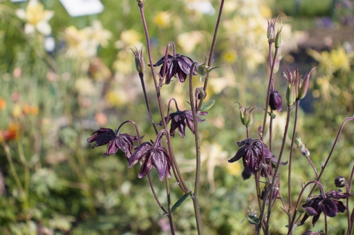 Aquilegia vulgaris 'Black Barlow'