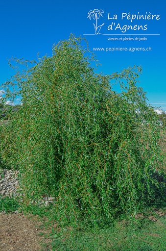 Salix x sepulcralis erythroflexuosa