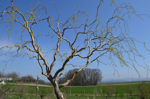 Salix x sepulcralis erythroflexuosa