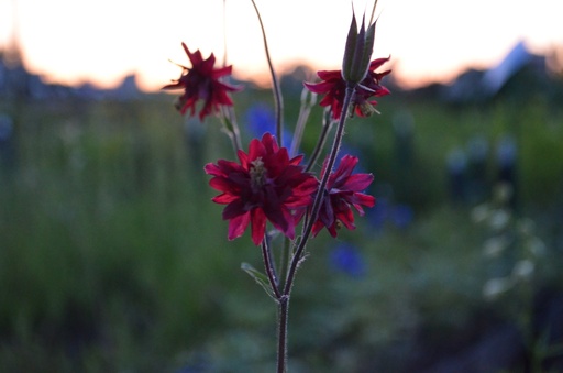 Aquilegia vulgaris 'Bordeaux Barlow'