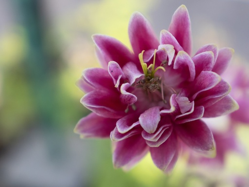 Aquilegia vulgaris 'Nora Barlow'