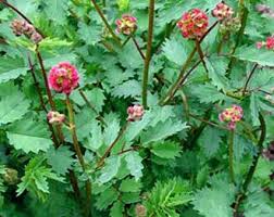 Sanguisorba minor