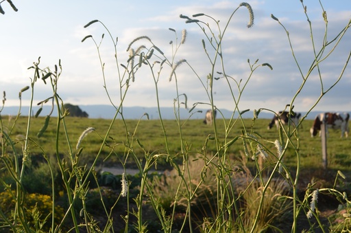 Sanguisorba tenuifolia 'Alba'