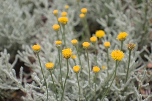 Santolina chamaecyparissus