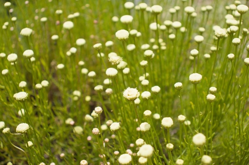 Santolina rosmarinifolia