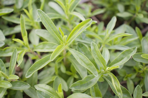 Satureja montana