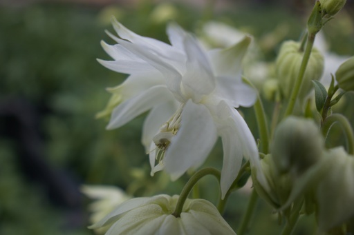 Aquilegia vulgaris 'White Barlow'