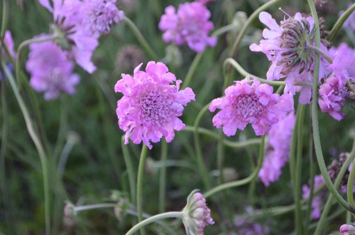 Scabiosa columbaria 'Pincushion Pink'