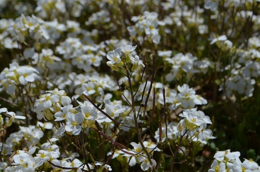 Arabis caucasica 'Compacta Schneeball'