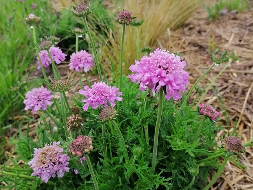 Scabiosa columbaria 'Pink Mist'