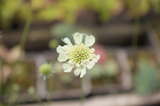 Scabiosa ochroleuca 'Moon Dance'