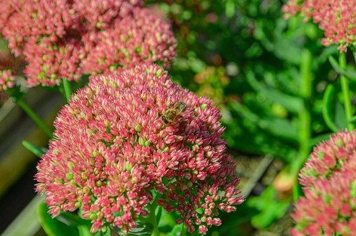 Sedum hybride 'Herbstfreude'