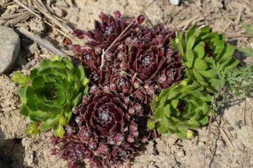 Sempervivum divers